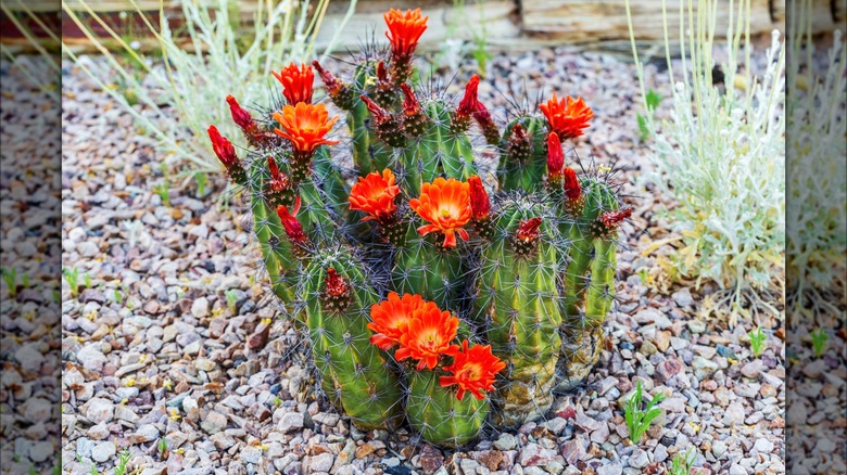 Scarlet hedgehog cactus with flowers