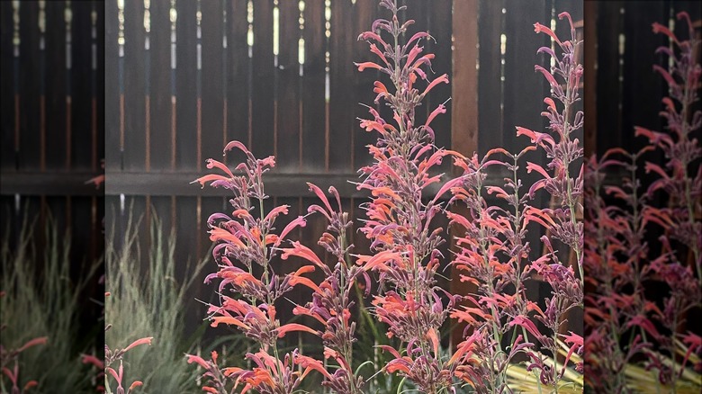 Sunset hyssop in garden