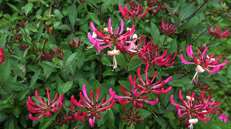 Trumpet honeysuckle in bloom