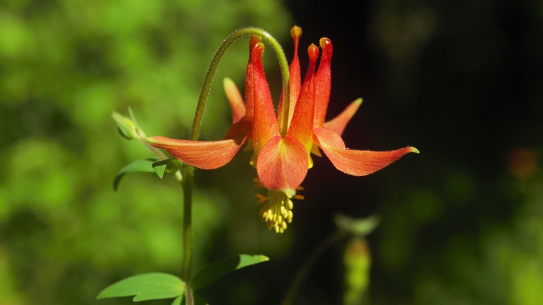 Orange-red Western columbine flower