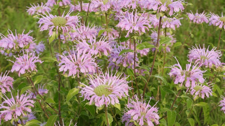 Purple blooming wild bergamot flowers