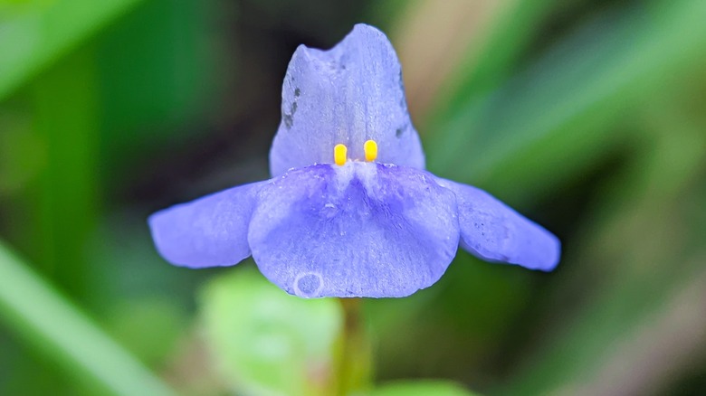 Allegheny monkey flower