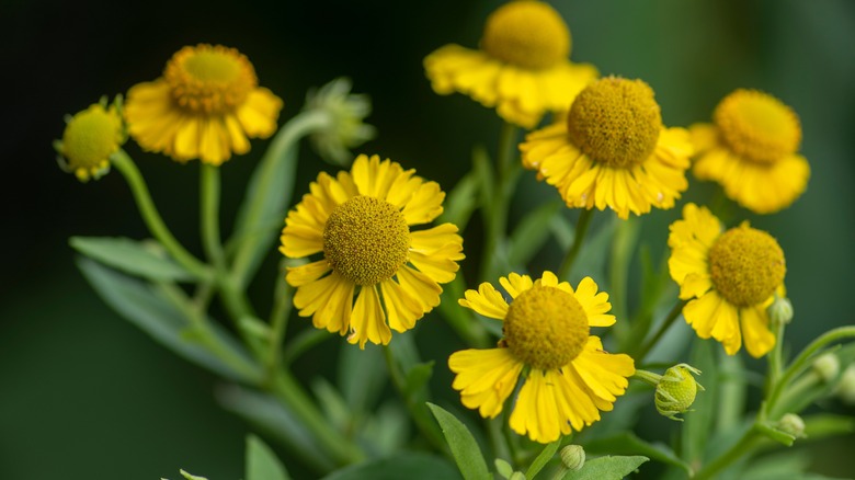 Autumn sneezeweed blooms