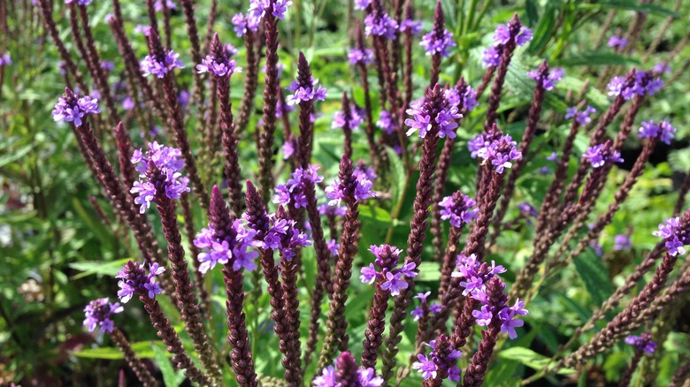 Blue vervain