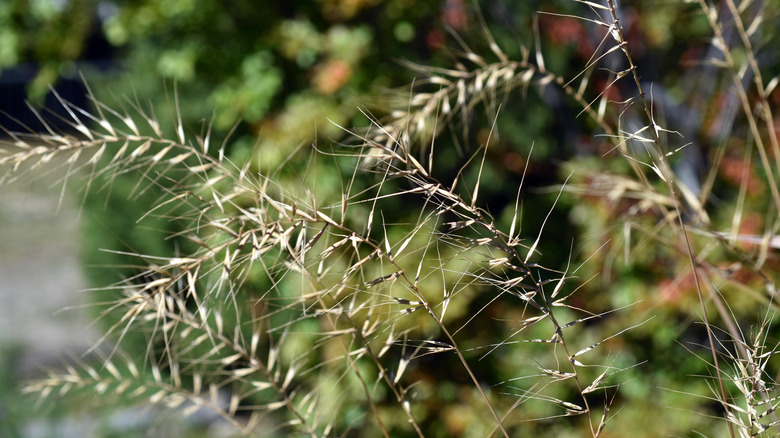 Bottlebrush grass