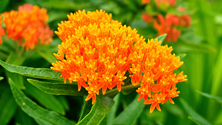 Butterfly weed