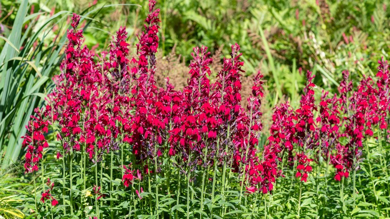 Cardinal flowers