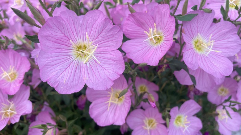 Pink evening primrose