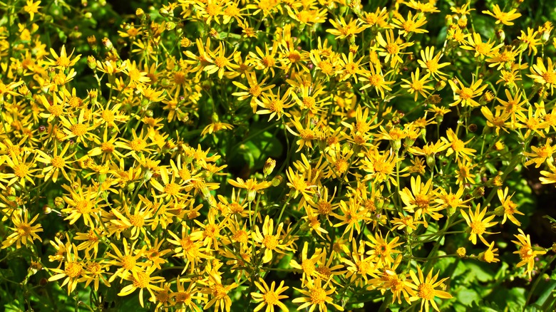 Golden ragworts