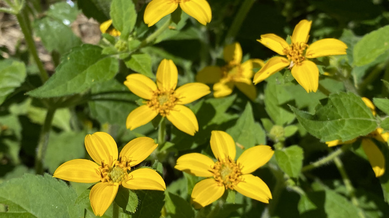 Green and gold flowers