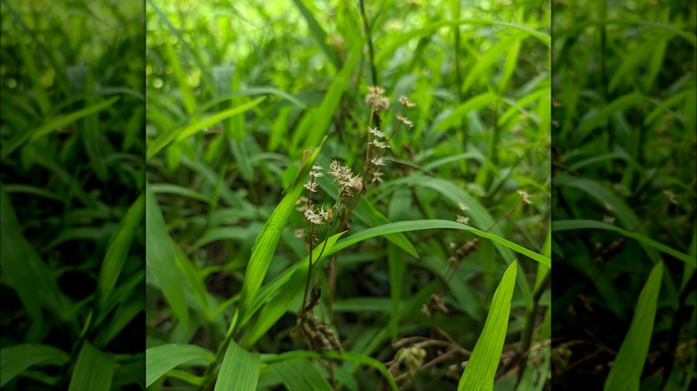 Green bulrush