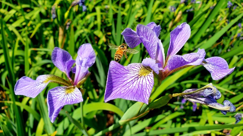 Harlequin blue flag iris