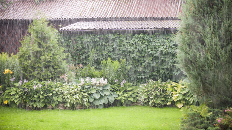 Raining in garden