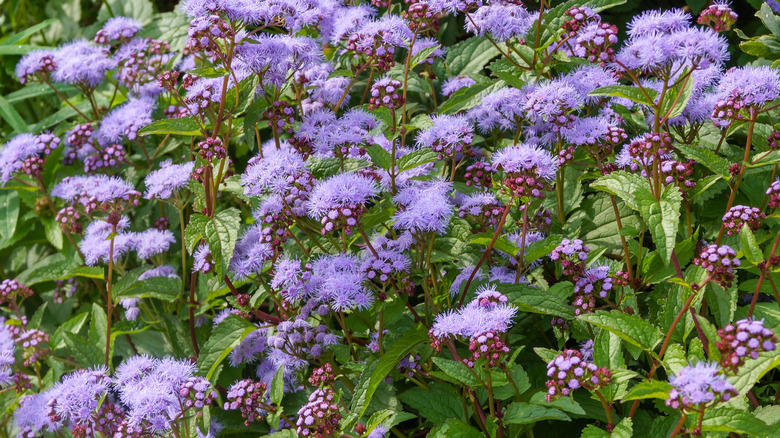 Blue mistflowers