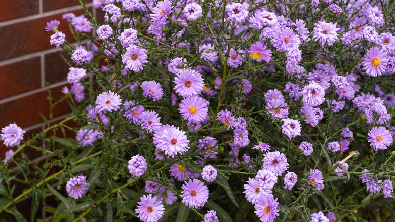 New York asters