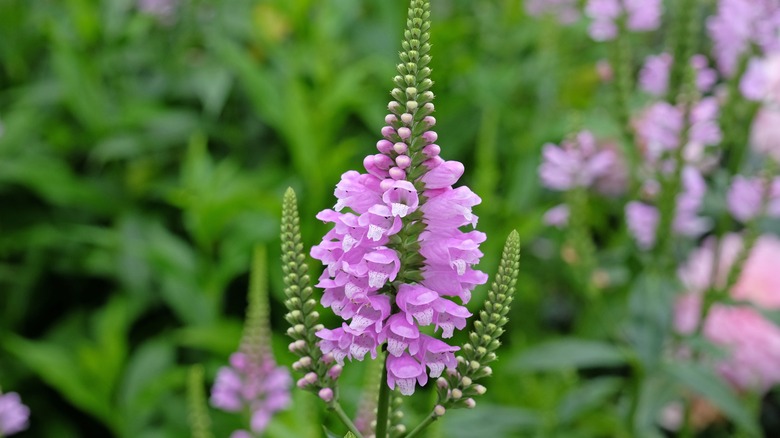 Obedient plant flowers