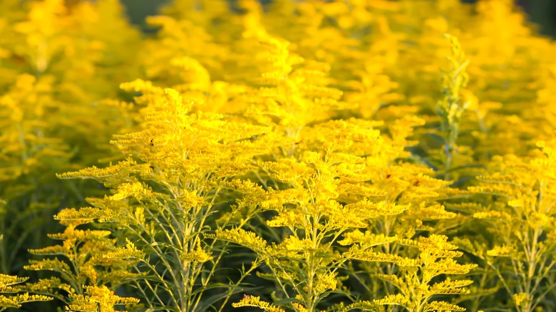 Goldenrod flowers