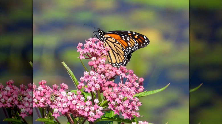 Butterfly on swamp milkweed flowers