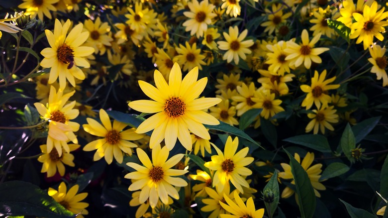 Swamp sunflowers