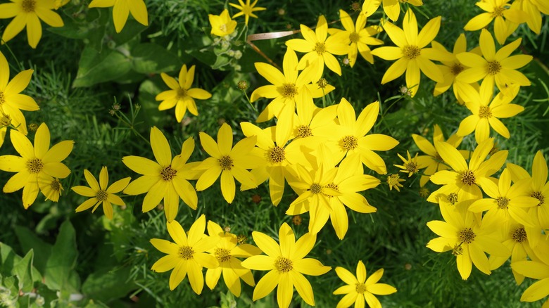 Threadleaf coreopsis