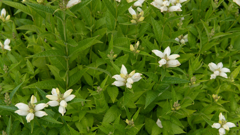 White turtlehead flowers