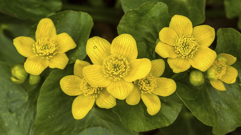 Yellow marsh marigolds