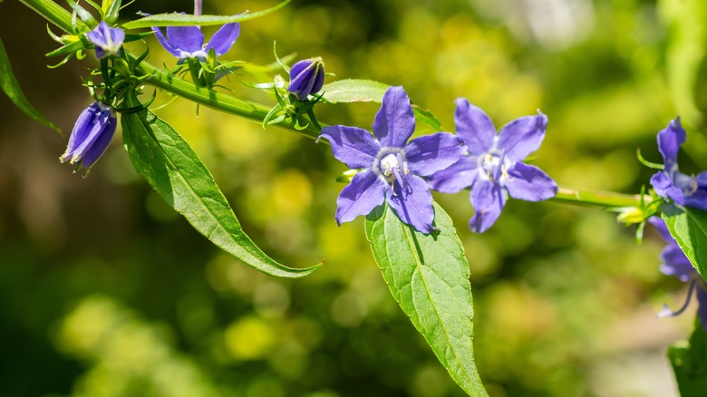 American bellflower