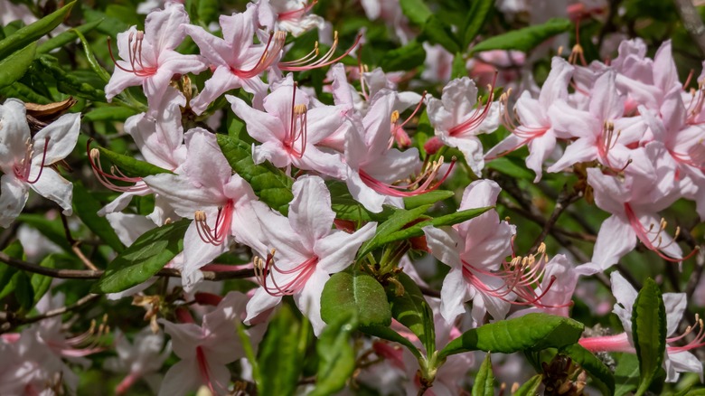 Pink azaleas