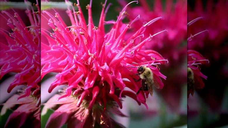 Pink bee balm flower