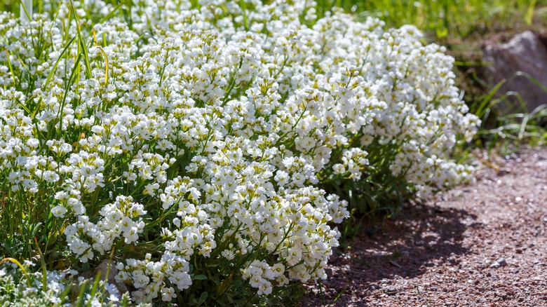 Caucasian rockcress