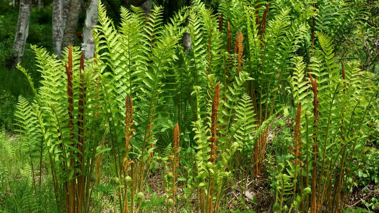 Cinnamon fern