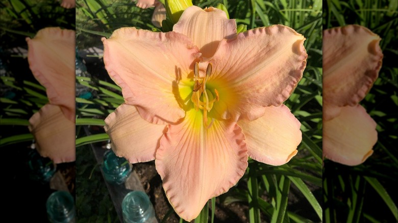 Daylily 'Secret Garden'