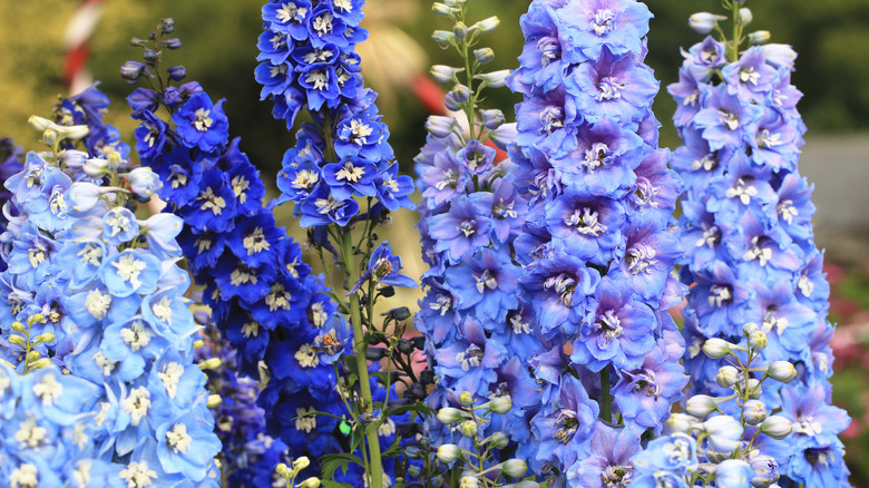 Delphiniums in bloom