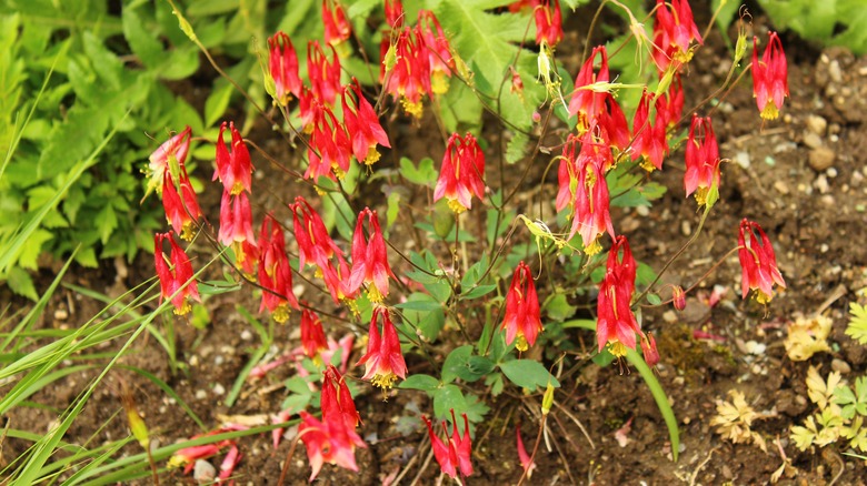 Eastern columbine