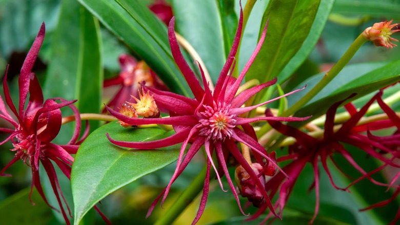 Florida anise