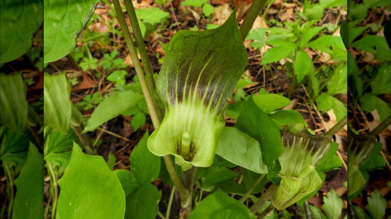 Jack-in-the-pulpit wildflower