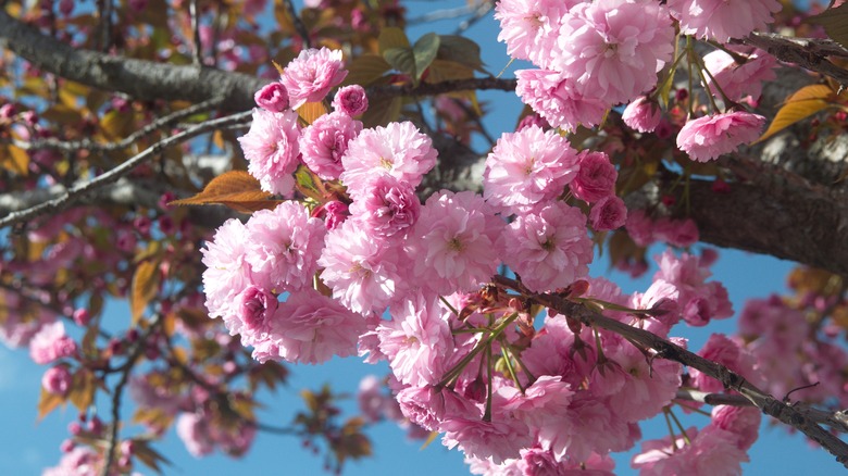 Japanese flowering cherry