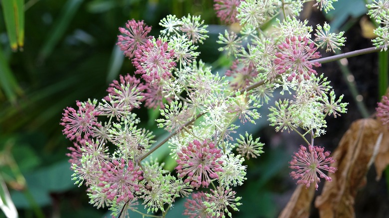 Japanese spikenard sun king