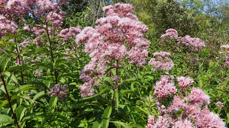 Joe Pye weed