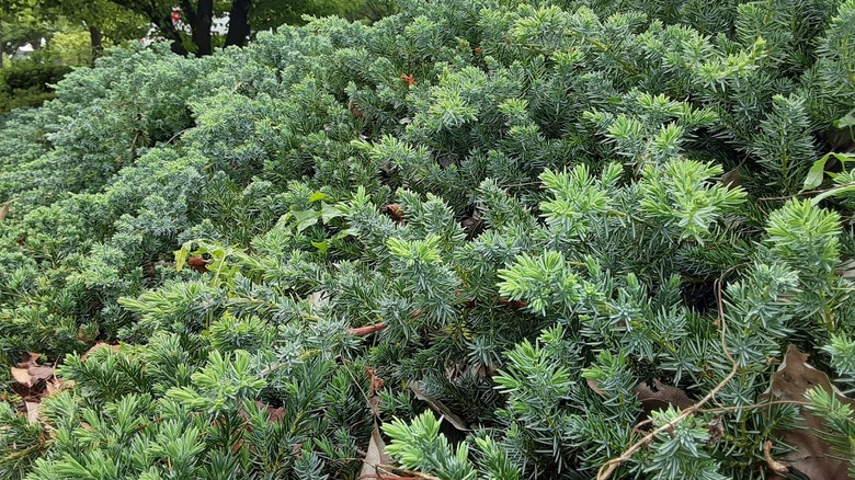 Blue Pacific junipers