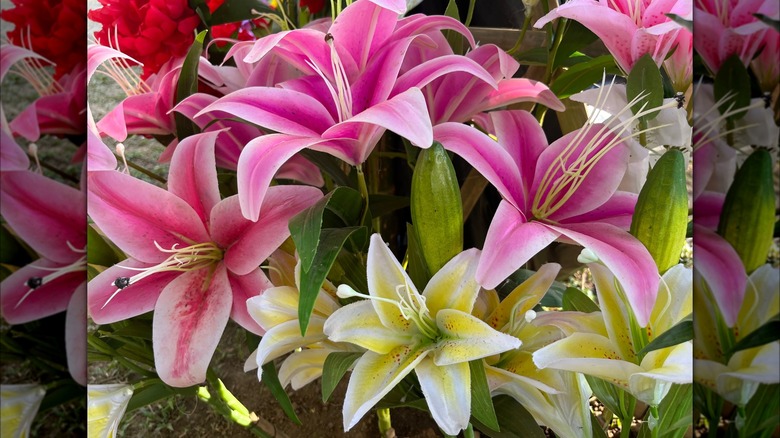 Colorful lilies