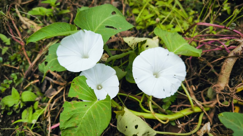 White moonflowers