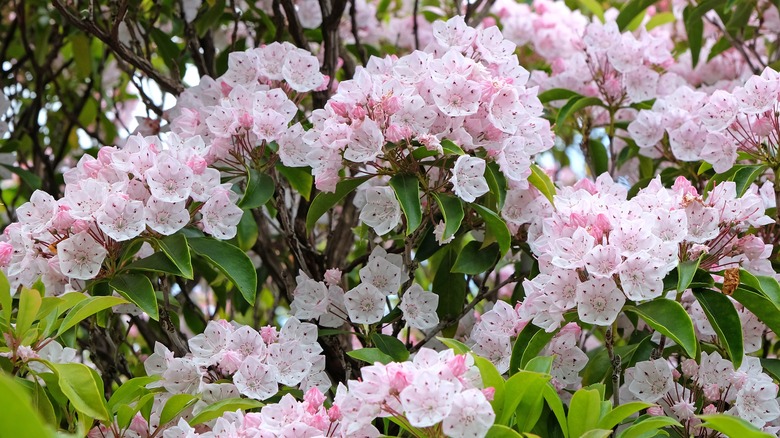 Mountain laurels