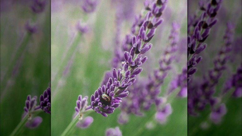 Provence French lavender