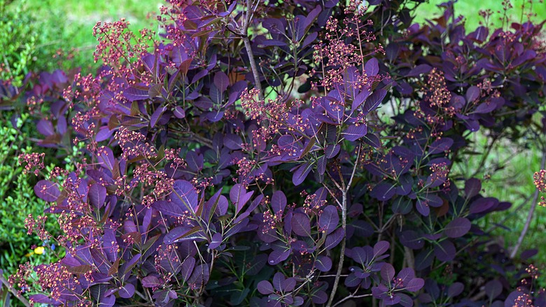 Royal purple smoke plant