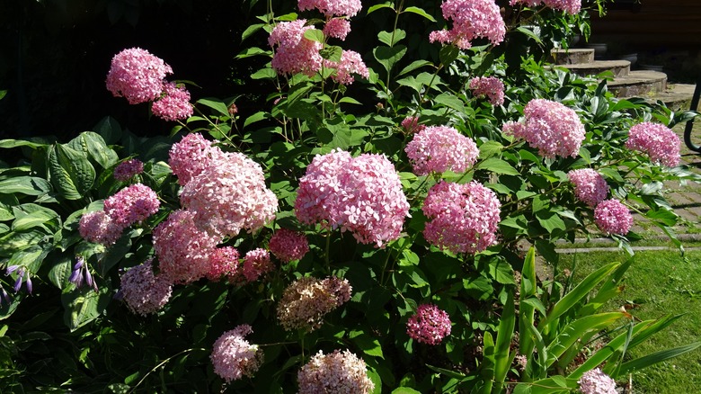 Pink hydrangeas