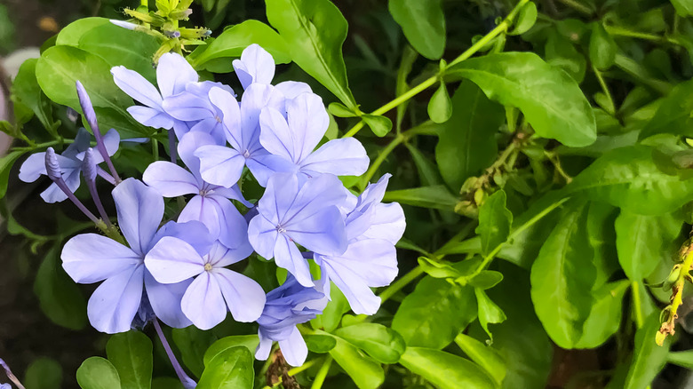 Woodland phlox