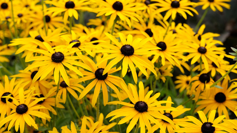 Yellow flowers of black-eyed Susan in bloom