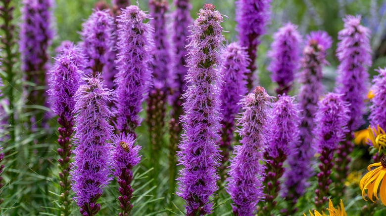 Blazing star growing in garden with bee on a flower