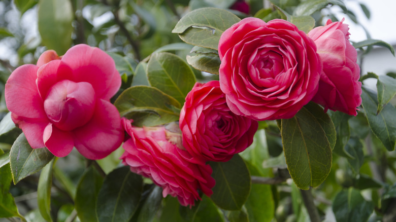 Pink blooming flowers of camellias